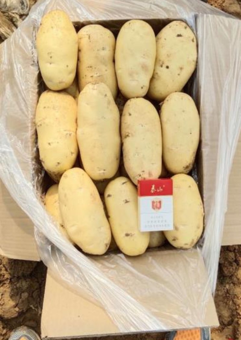 新鲜荷兰十五土豆大量上市货源充足价格美丽土豆批发市场价格