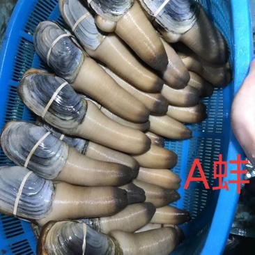 大量批发各类进口优质象拔蚌，鲜活靓，全国各地空运，