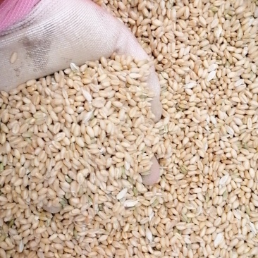 优质小麦，有需要的请联系