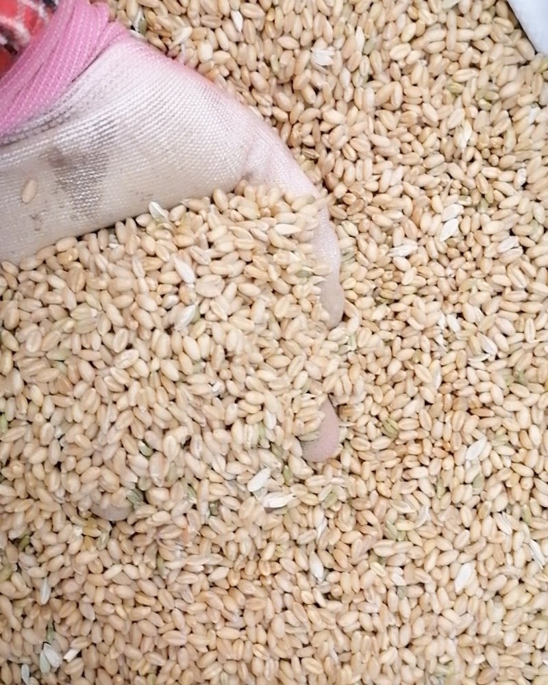 优质小麦，有需要的请联系