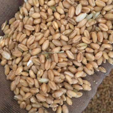 精品小麦和通货小麦，有对应相需要的，不同用法，不同需求