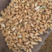 精品小麦和通货小麦，有对应相需要的，不同用法，不同需求