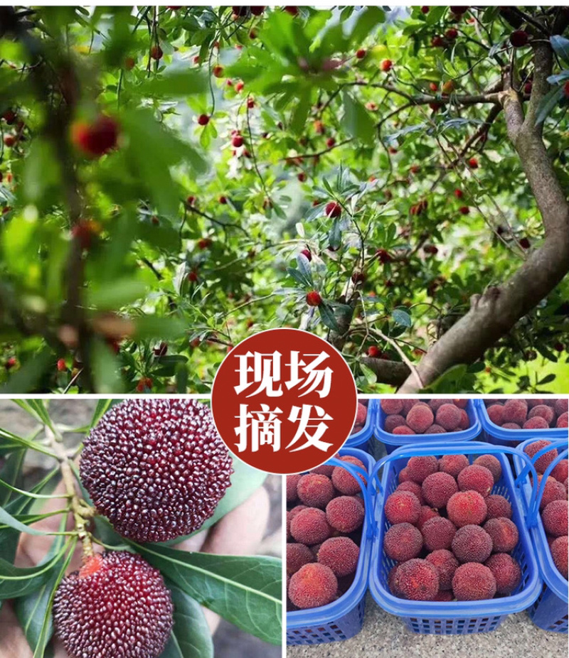 正宗仙居东魁杨梅自家杨梅山产地直销精品包装新鲜直达