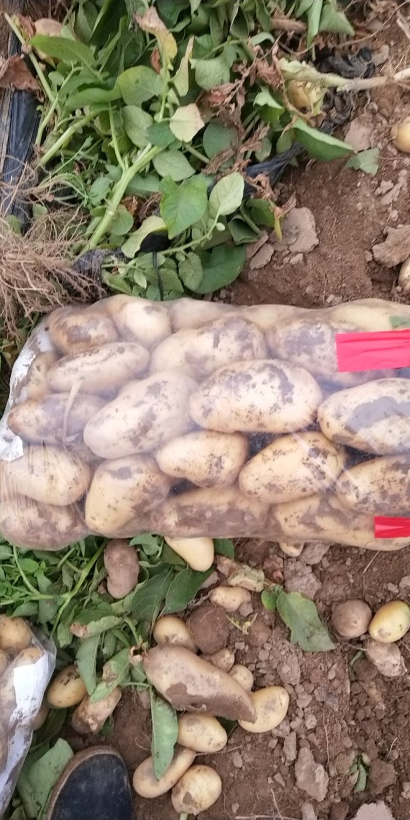精选优质土豆产地直发品质保障荷兰十五土豆通货2两以上