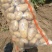 精选优质土豆产地直发品质保障荷兰十五土豆通货2两以上