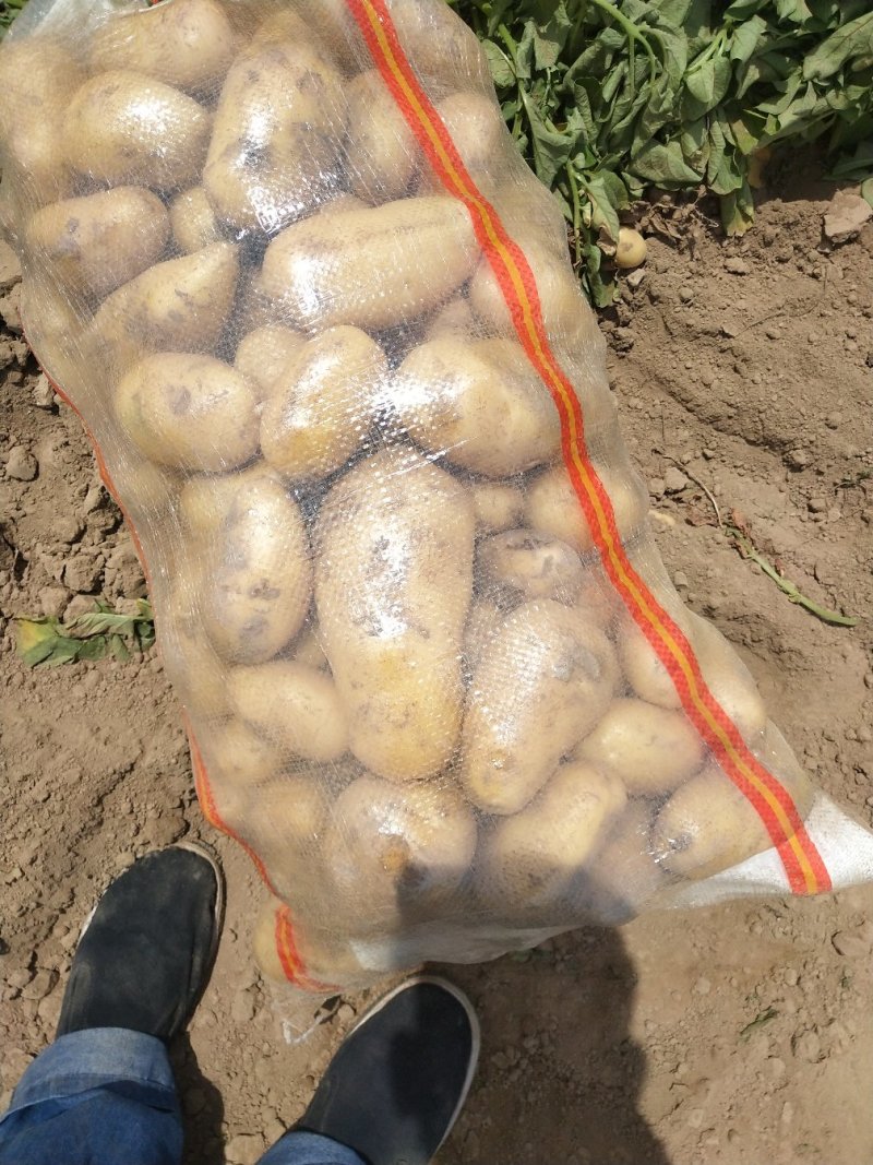 精选优质土豆产地直发品质保障荷兰十五土豆通货2两以上