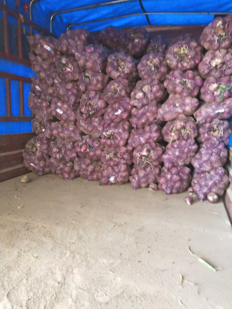 精选优质洋葱产地直发品质保障可看货考察诚信合作
