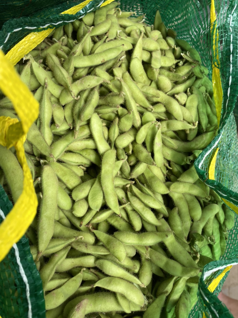 湖北当阳绿宝石毛豆大量上市基地直供可视频看货