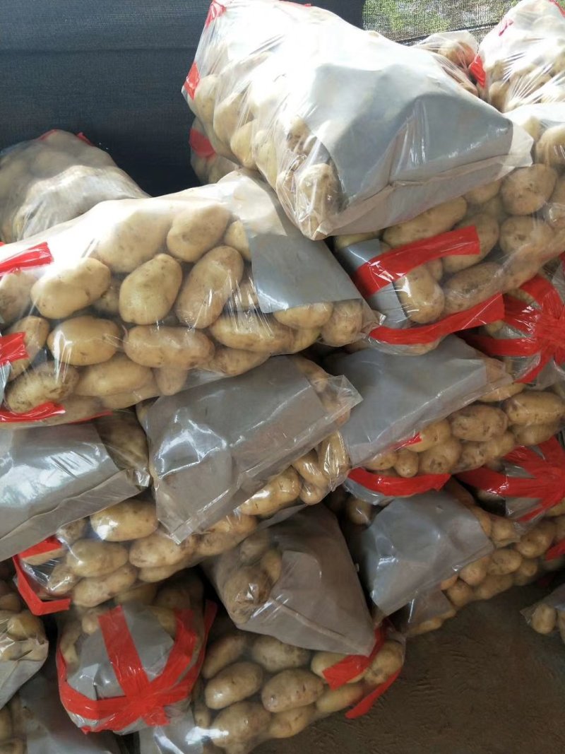 新鲜荷兰十五土豆大量上市货源充足价格美丽土豆批发市场价格