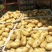 新鲜荷兰十五土豆大量上市货源充足价格美丽土豆批发市场价格