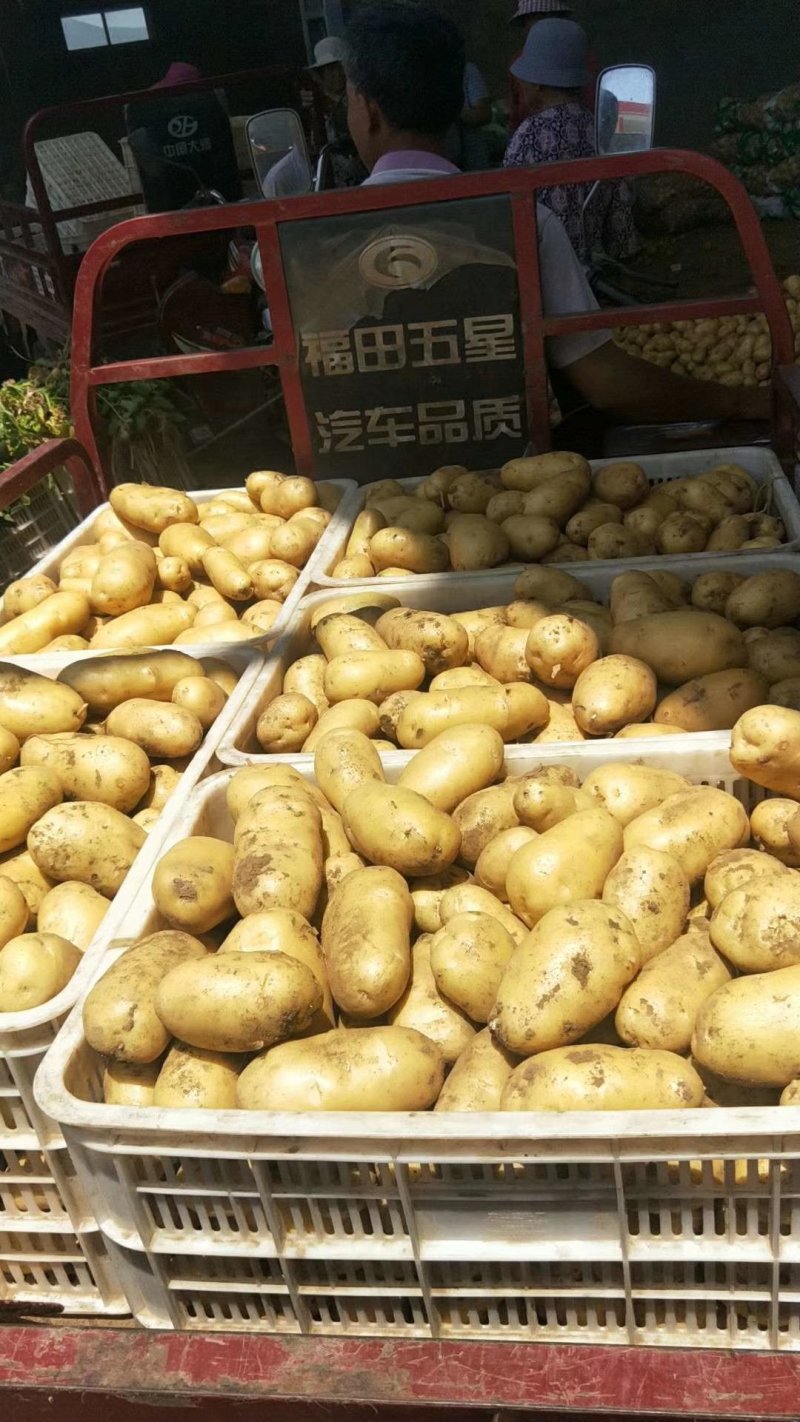 新鲜荷兰十五土豆大量上市货源充足价格美丽土豆批发市场价格
