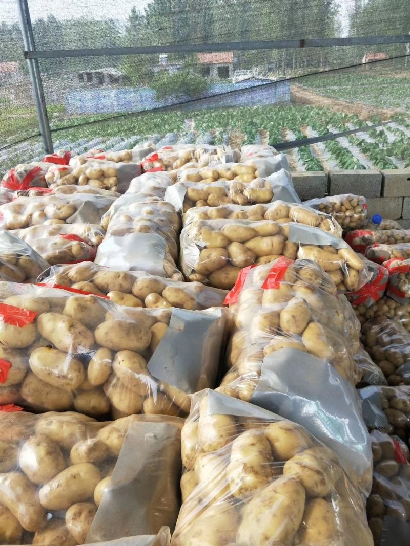 新鲜荷兰十五土豆大量上市货源充足价格美丽土豆批发市场价格