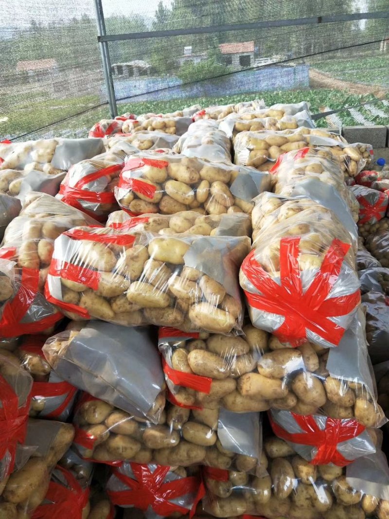 新鲜荷兰十五土豆大量上市货源充足价格美丽土豆批发市场价格