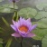 蓝色睡莲蓝花睡莲精品睡莲热带睡莲黑美人睡莲