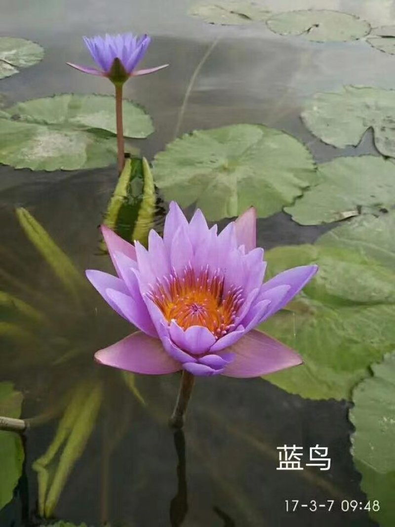 蓝色睡莲蓝花睡莲精品睡莲热带睡莲黑美人睡莲