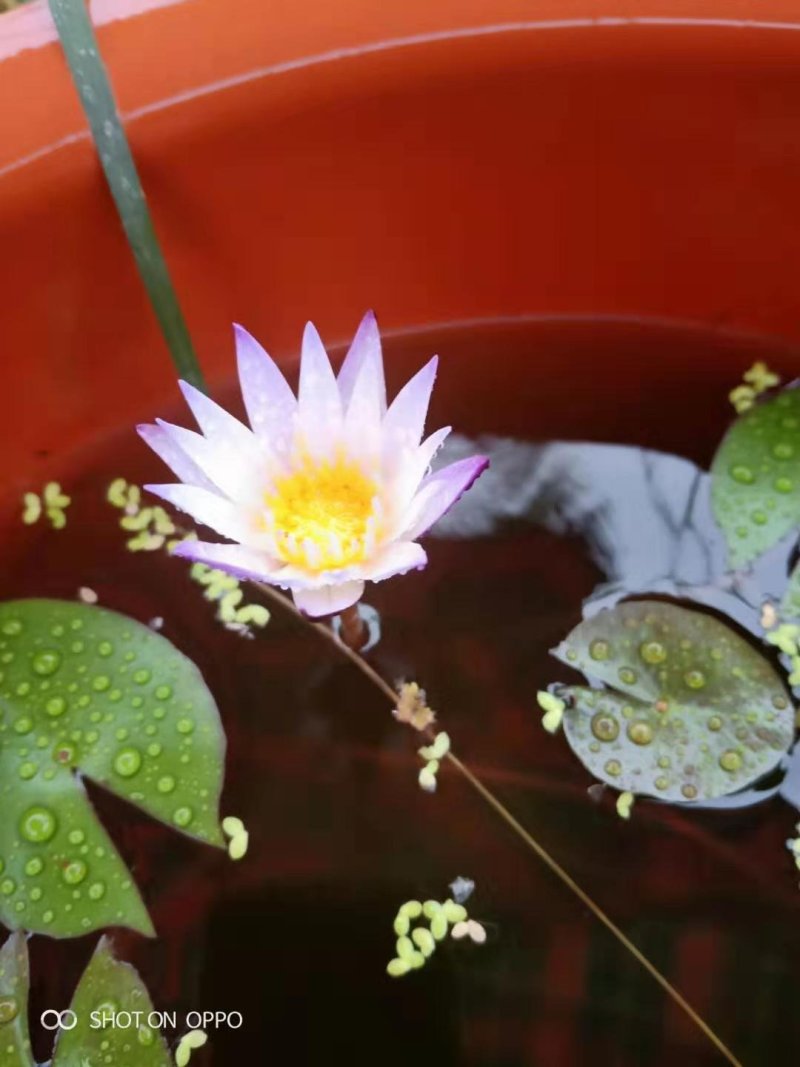 蓝色睡莲蓝花睡莲精品睡莲热带睡莲黑美人睡莲