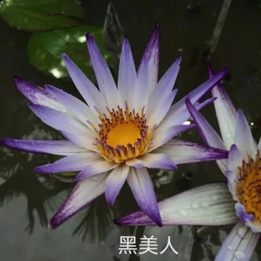 蓝色睡莲蓝花睡莲精品睡莲热带睡莲黑美人睡莲