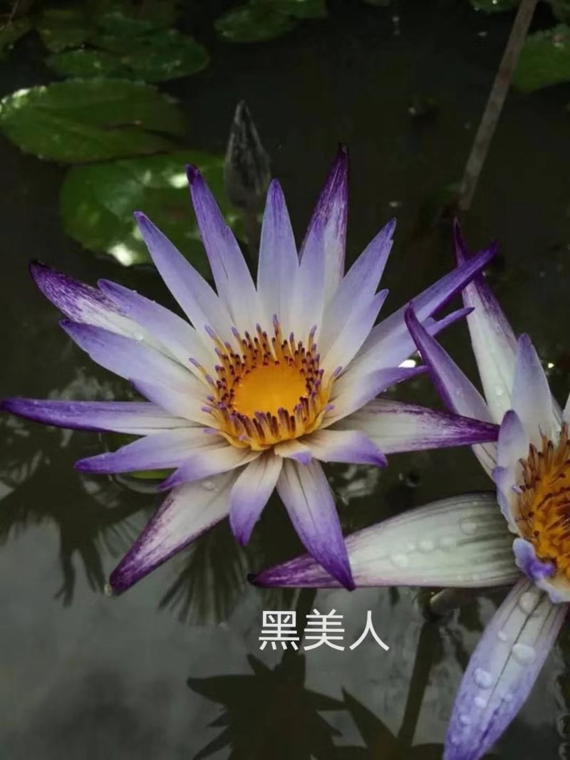 蓝色睡莲蓝花睡莲精品睡莲热带睡莲黑美人睡莲