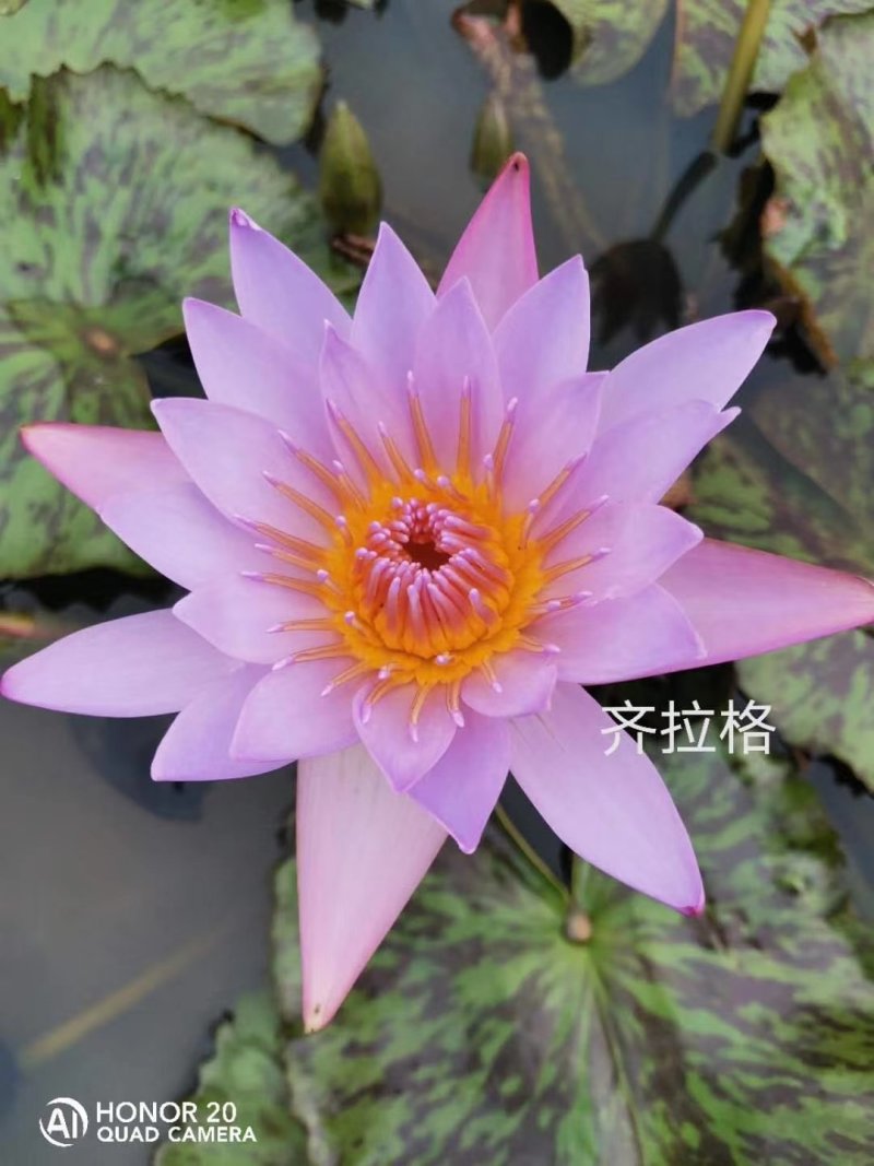 蓝色睡莲蓝花睡莲精品睡莲热带睡莲黑美人睡莲