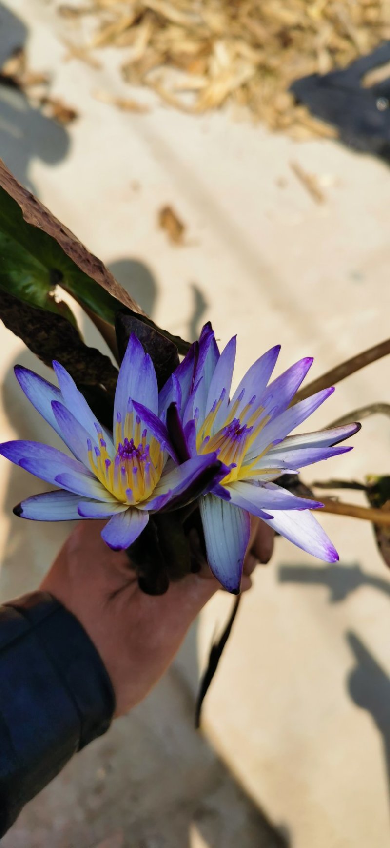 蓝色睡莲蓝花睡莲精品睡莲热带睡莲黑美人睡莲