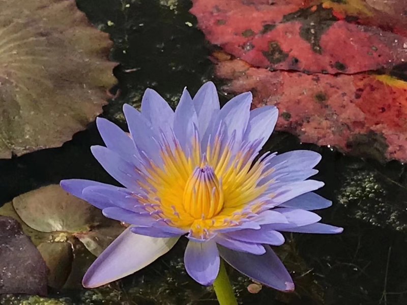 蓝色睡莲蓝花睡莲精品睡莲热带睡莲黑美人睡莲