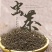 赤水虫茶一级虫茶正宗农家自制