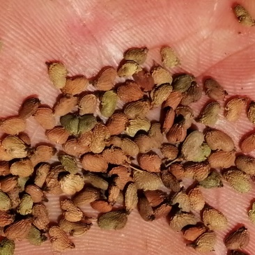 黄栌种子仁率80