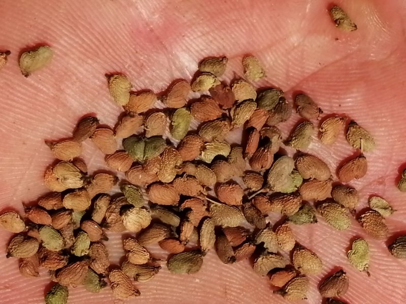 黄栌种子仁率80