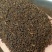 赤水虫茶一级虫茶正宗农家自制
