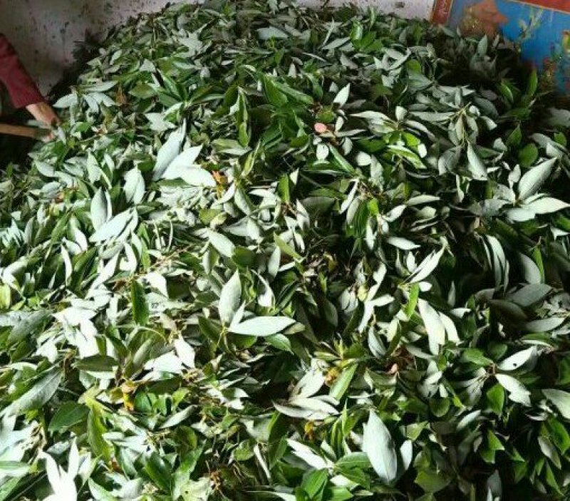赤水虫茶一级虫茶正宗农家自制