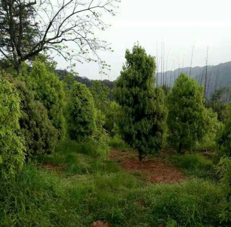 赤水虫茶一级虫茶正宗农家自制
