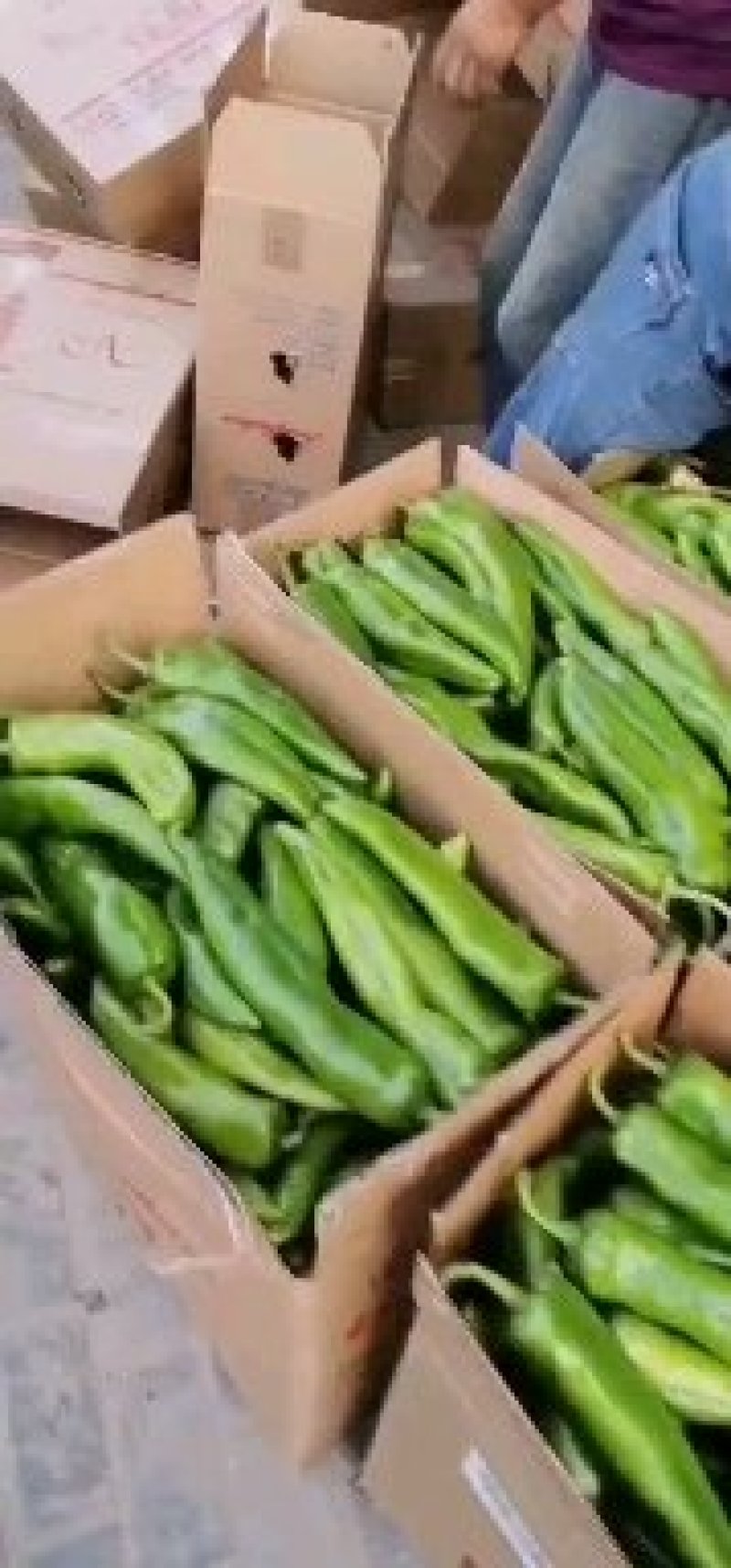 第一茬精品牛角椒刚上市，可通过平台支付发货！质量精品，