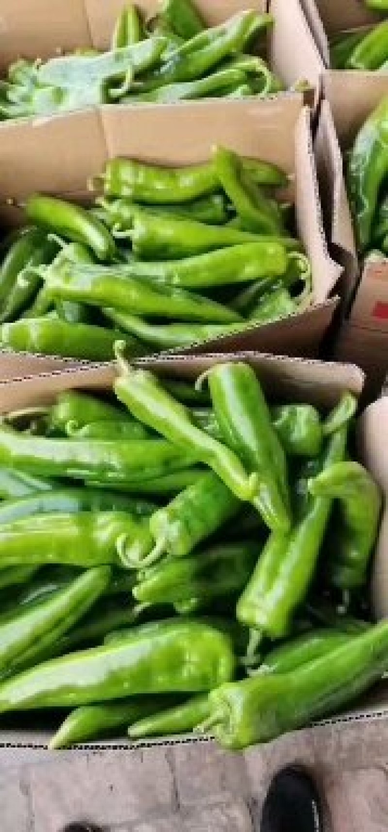 第一茬精品牛角椒刚上市，可通过平台支付发货！质量精品，