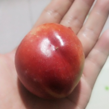 中油油桃