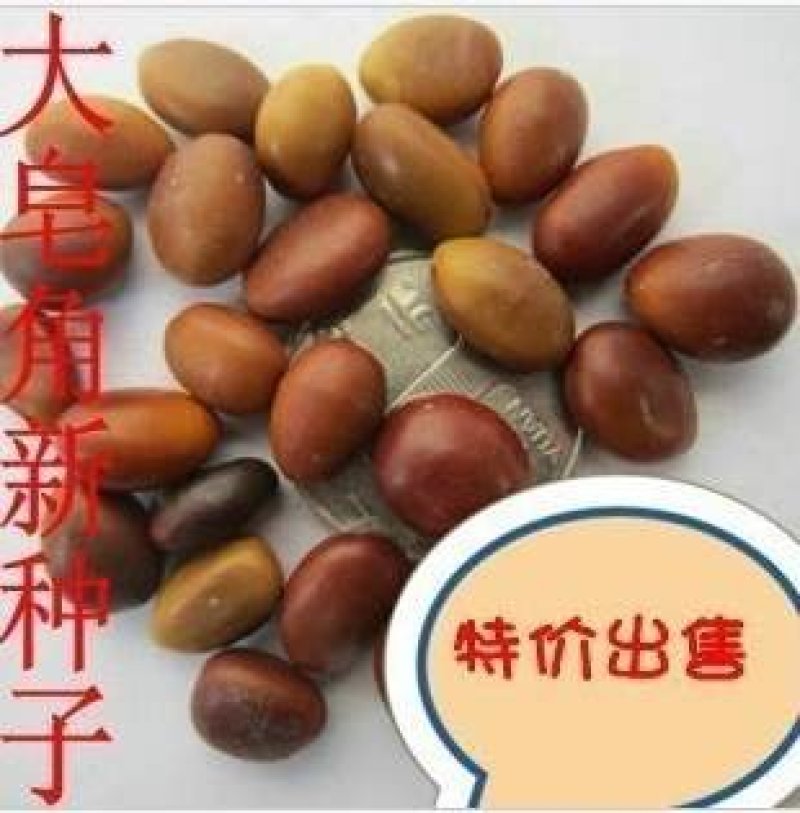 皂角种子2020年新货大中小皂角籽饱满度好发芽率高