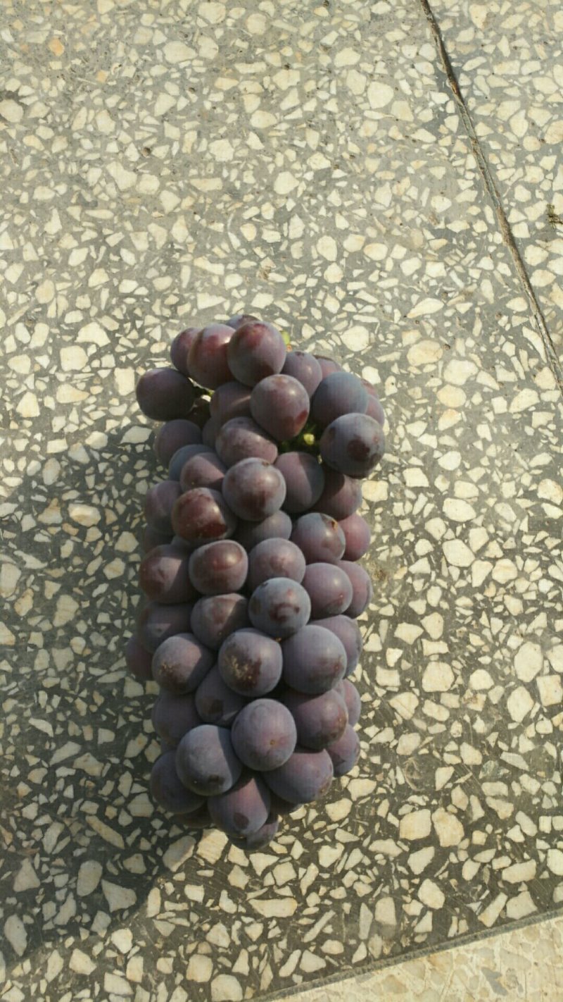 葡萄已大量上市