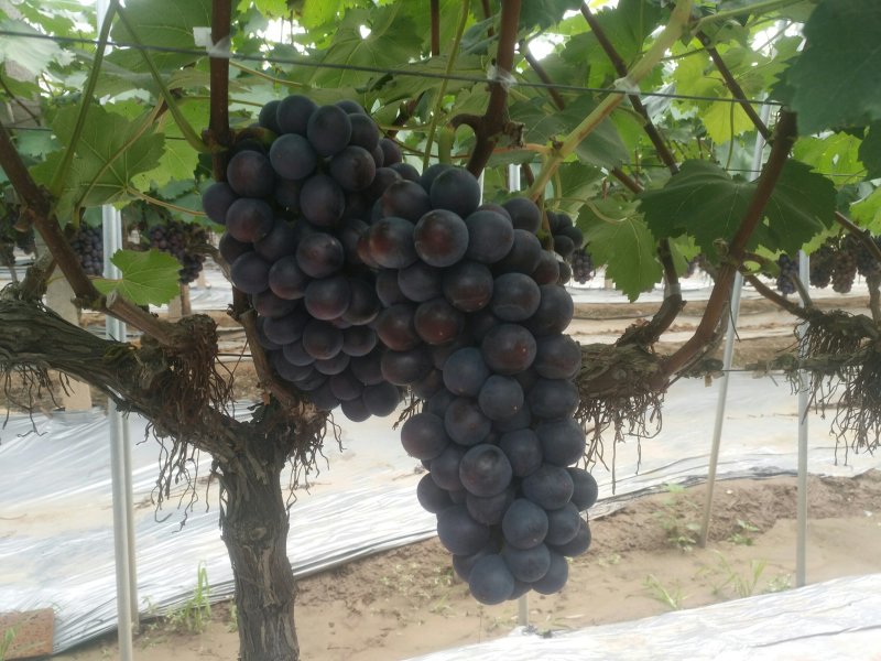 葡萄已大量上市