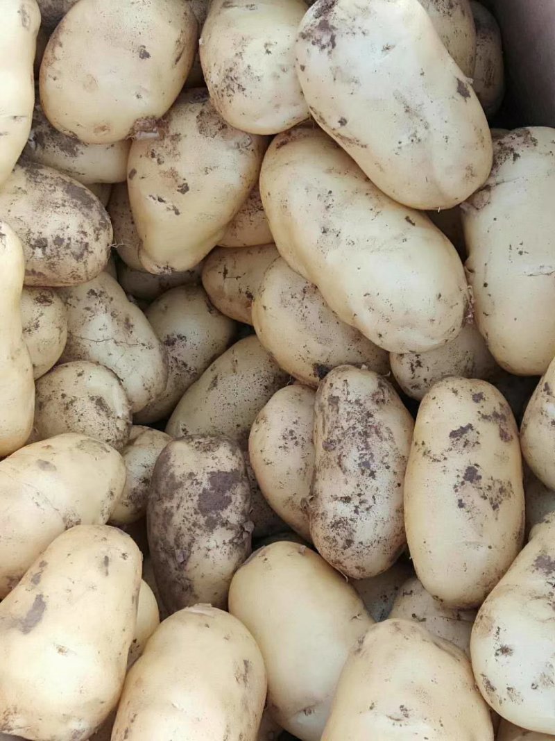 土豆荷兰十五806中暑沃土各种土豆5月20号后大量上市