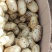 土豆荷兰十五806中暑沃土各种土豆5月20号后大量上市