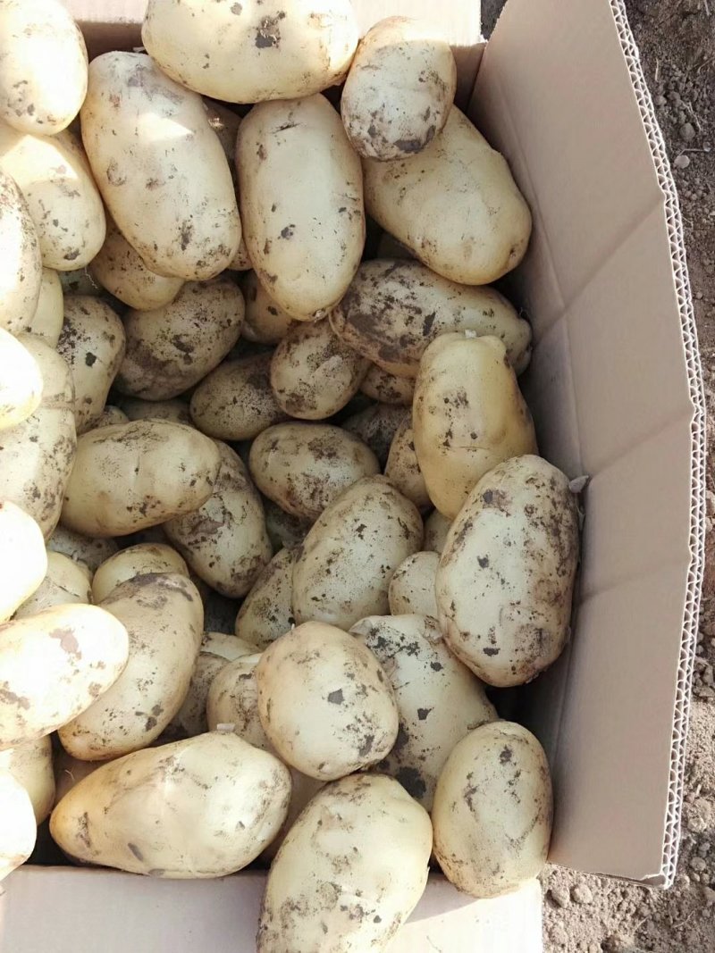 土豆荷兰十五806中暑沃土各种土豆5月20号后大量上市