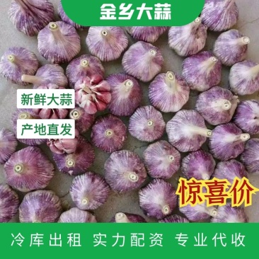 金乡大蒜，冷库出租，实力配资，代收代存代发全国各地