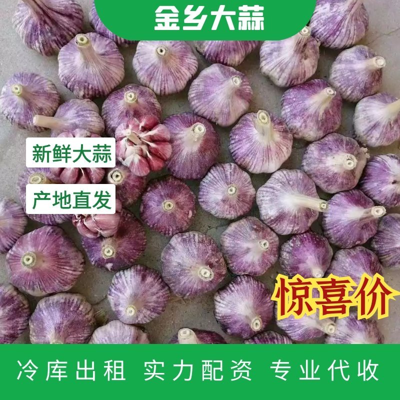 金乡大蒜，冷库出租，实力配资，代收代存代发全国各地