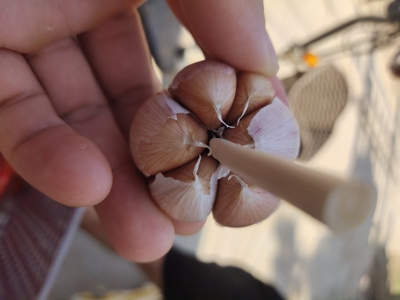 大名蒜种，基地直供，一手货源充足，量大从优