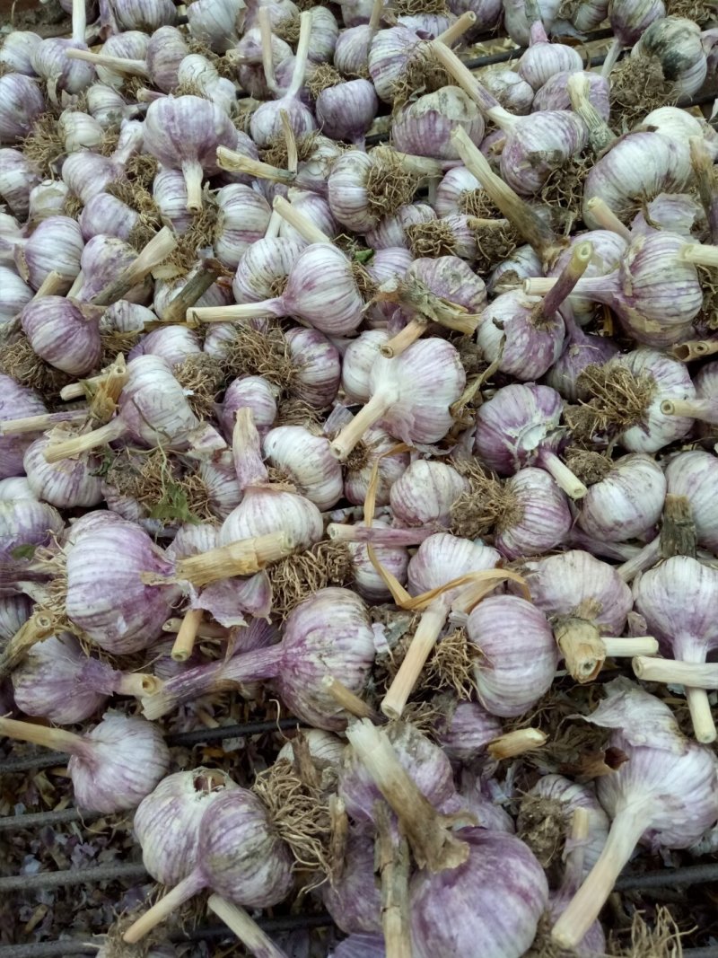大名蒜种，基地直供，一手货源充足，量大从优