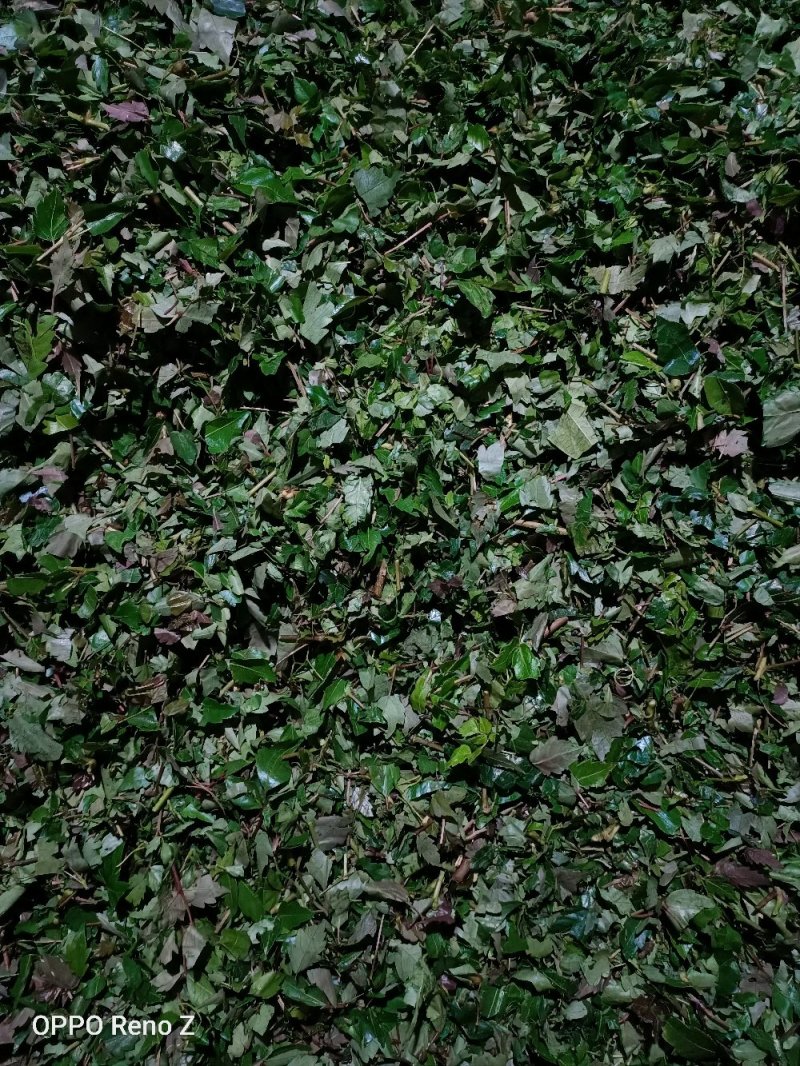 藤茶
