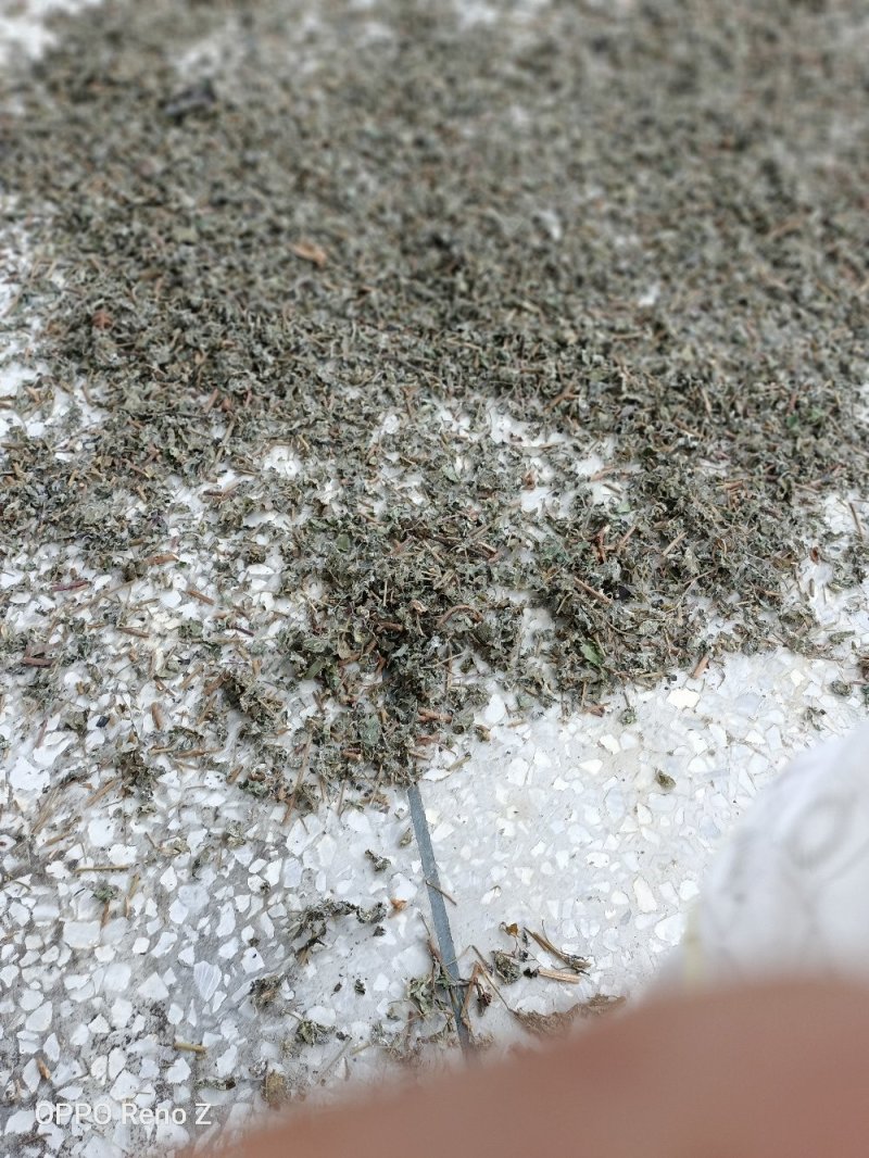 藤茶
