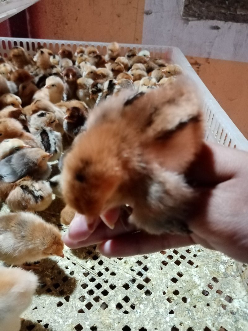 红玉鸡苗包运输包成活率包打疫量大从优