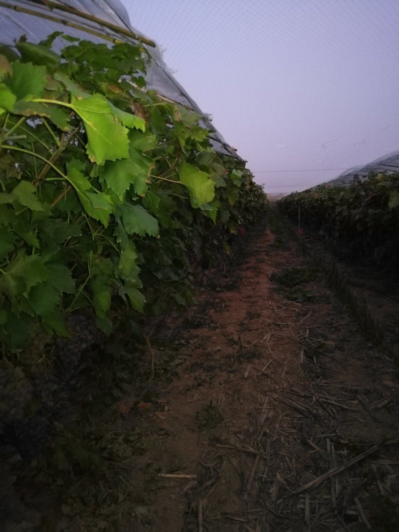 山东巨峰葡萄大量上市中