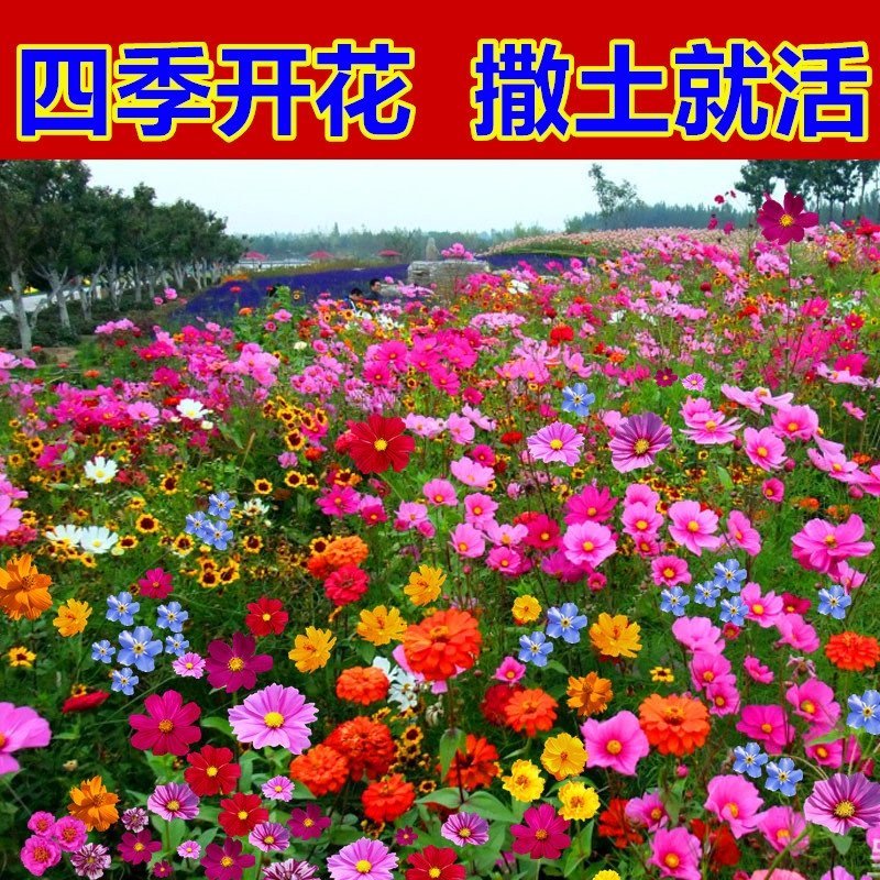 野花组合花种子四季种开花不断格桑花种子花海庭院绿化花种子