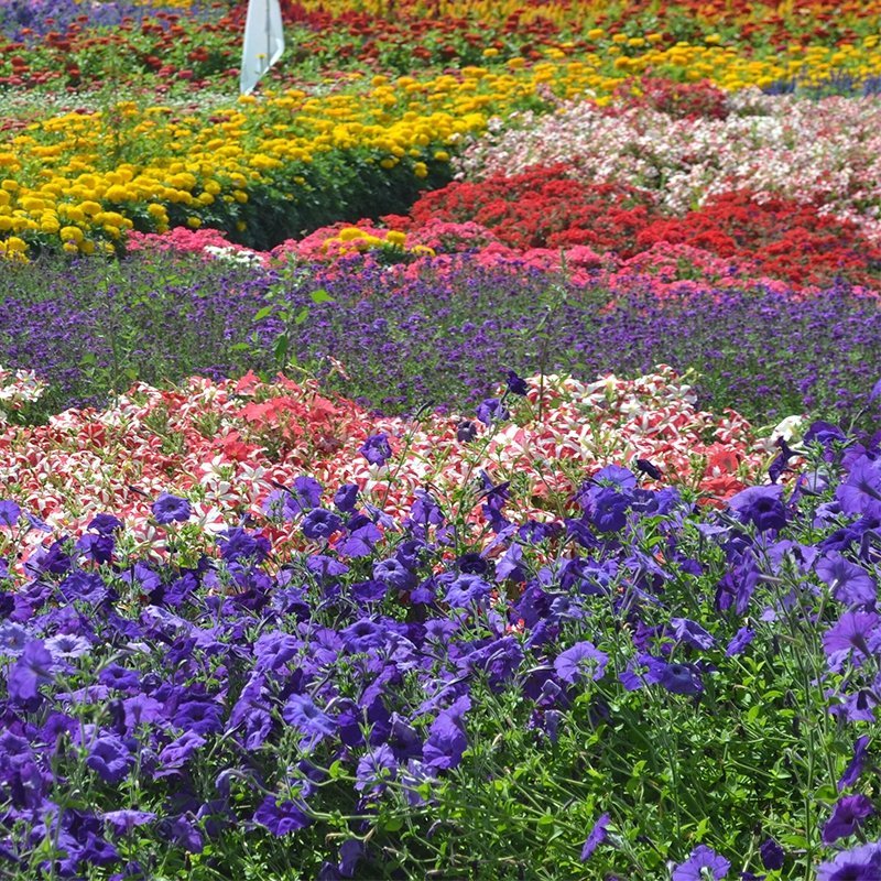 野花组合花种子四季种开花不断格桑花种子花海庭院绿化花种子